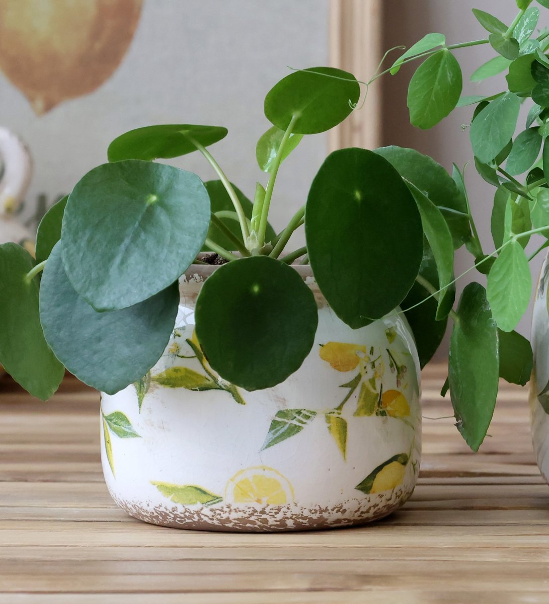 Limone kruka med kant citroner S